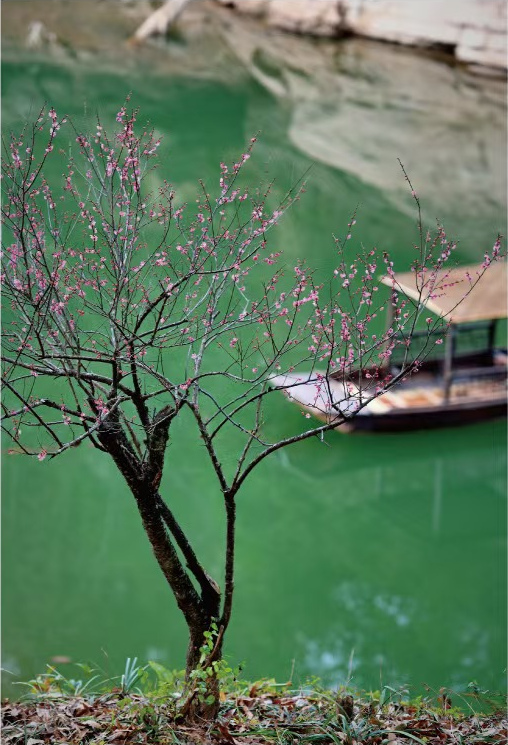 绿水之畔的梅花与小舟